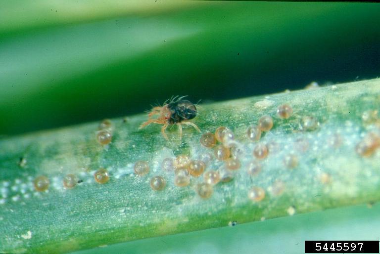 Spruce spider mite with eggs on a needle.